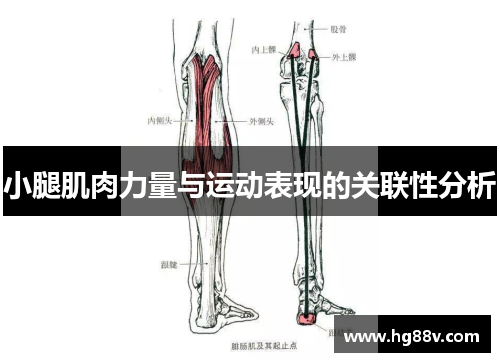 小腿肌肉力量与运动表现的关联性分析